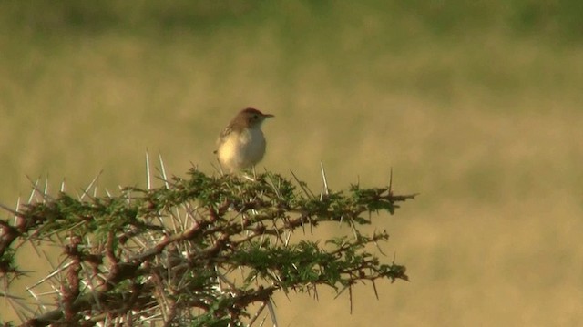 Таміка віялохвоста (підвид terrestris/uropygialis) - ML200915791