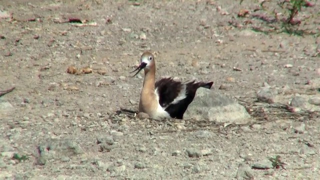 American Avocet - ML200915811