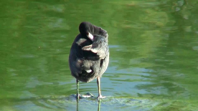 American Coot - ML200915831