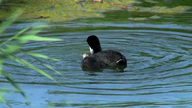 American Coot - ML200915851