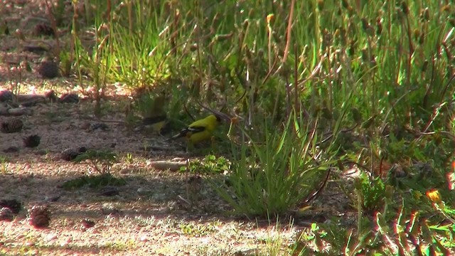 American Goldfinch - ML200915881