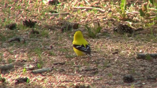 American Goldfinch - ML200915891