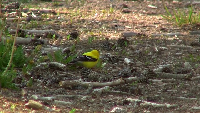 American Goldfinch - ML200915901