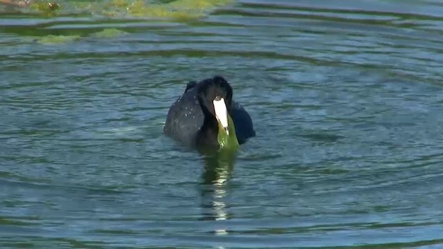 American Coot - ML200915931