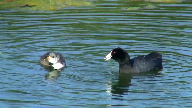 American Coot - ML200915941