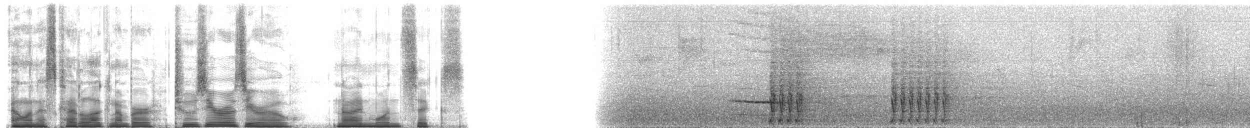 Дивоптах-шилодзьоб бурий - ML200916