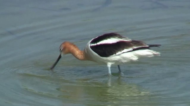 Avoceta Americana - ML200916011