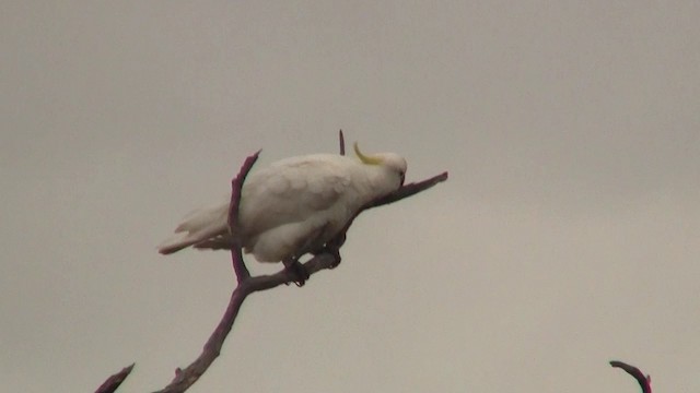 Sulphur-crested Cockatoo - ML200916061