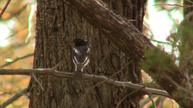 Hooded Robin - ML200916151