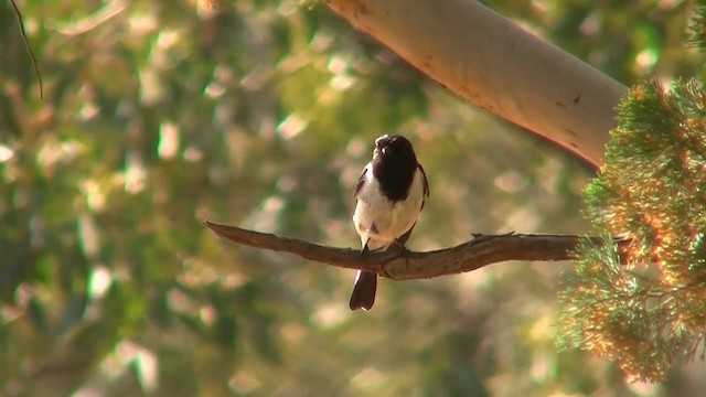 Hooded Robin - ML200916161