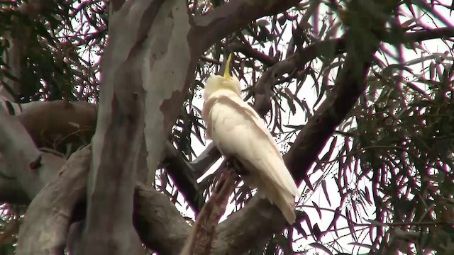 Sulphur-crested Cockatoo - ML200916171