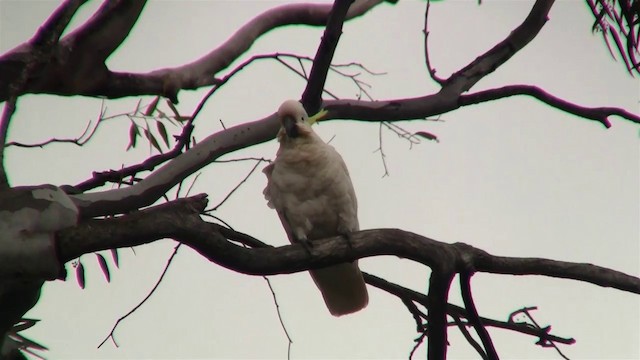 Sulphur-crested Cockatoo - ML200916181