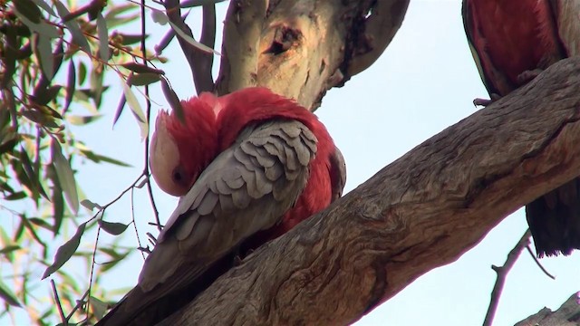 Cacatúa Galah - ML200916221