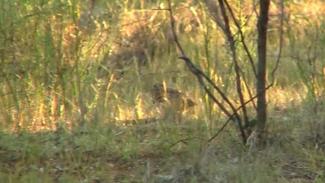 Painted Buttonquail - ML200916241