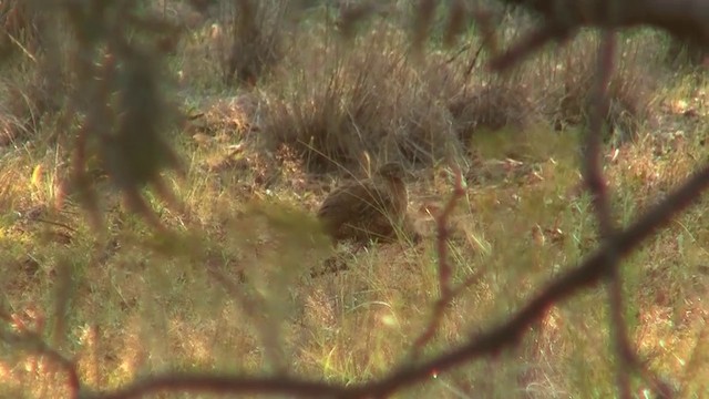 Painted Buttonquail - ML200916251