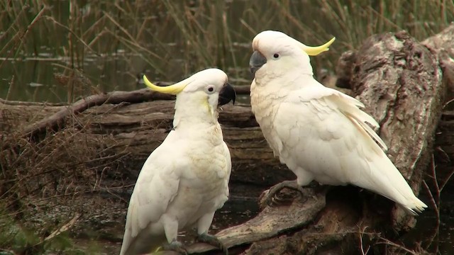 Sulphur-crested Cockatoo - ML200916281