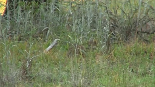 Painted Buttonquail - ML200916311