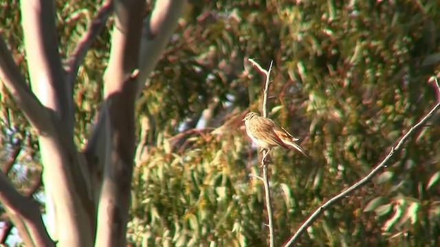 Rufous Songlark - ML200916341