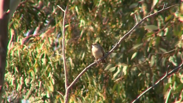 Rufous Songlark - ML200916391