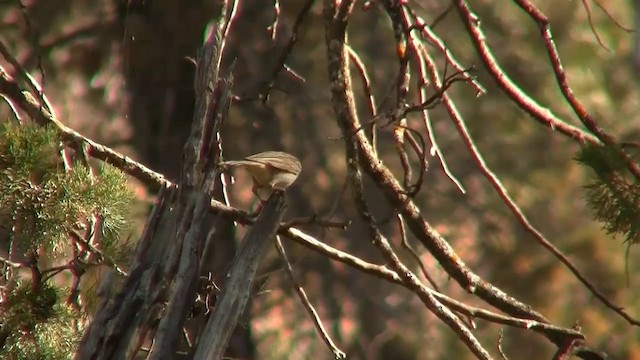 Rufous Songlark - ML200916401