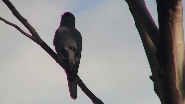 White-bellied Cuckooshrike - ML200916411