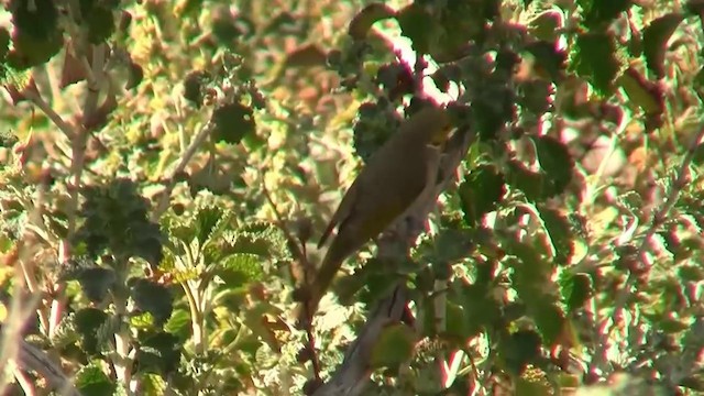 White-plumed Honeyeater - ML200916431