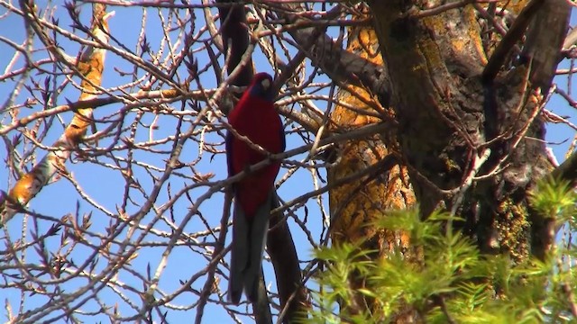 Crimson Rosella (Crimson) - ML200916451