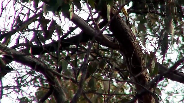 Gray Currawong (Gray) - ML200916461