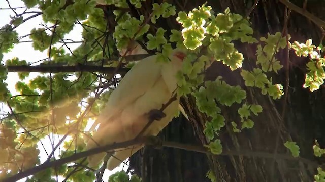 Long-billed Corella - ML200916511