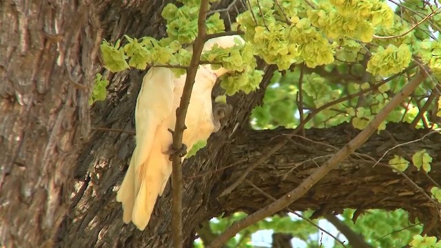 Long-billed Corella - ML200916521