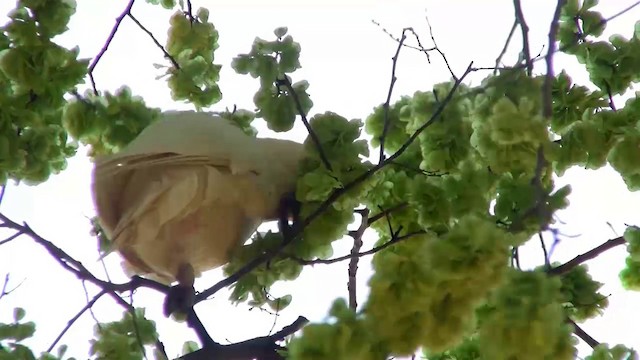 Long-billed Corella - ML200916531