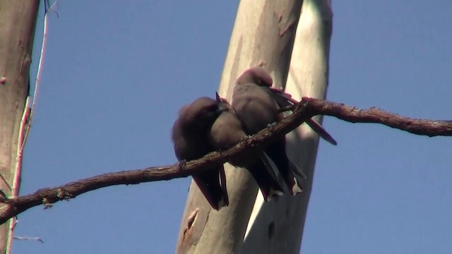 Dusky Woodswallow - ML200916561