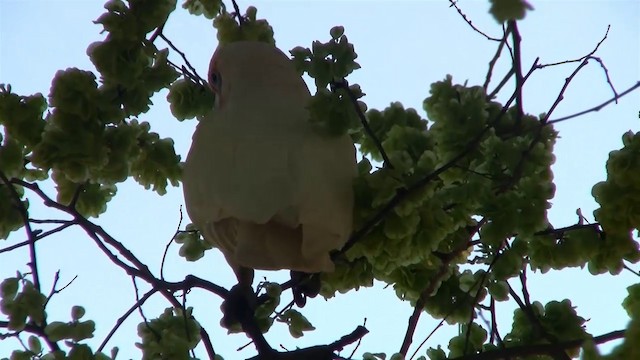 Long-billed Corella - ML200916571