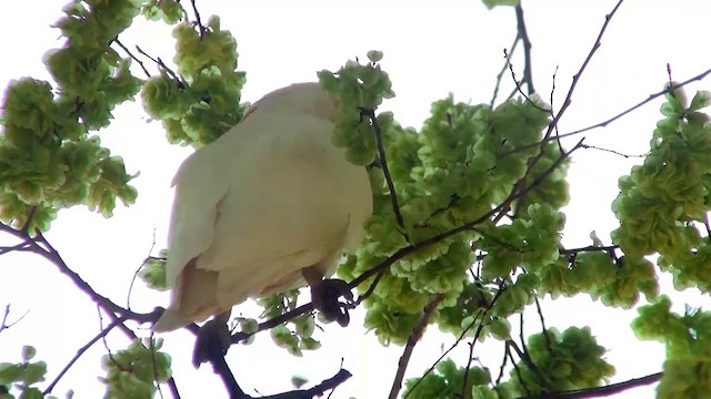 Long-billed Corella - ML200916581