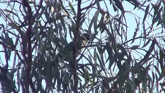 Little Friarbird - ML200916591