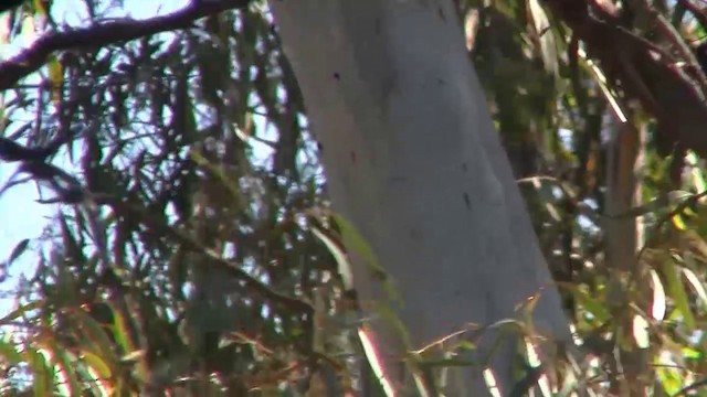 Little Friarbird - ML200916601