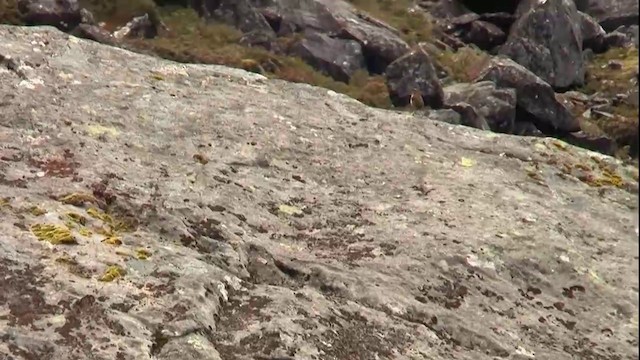 Xénique des rochers - ML200916781