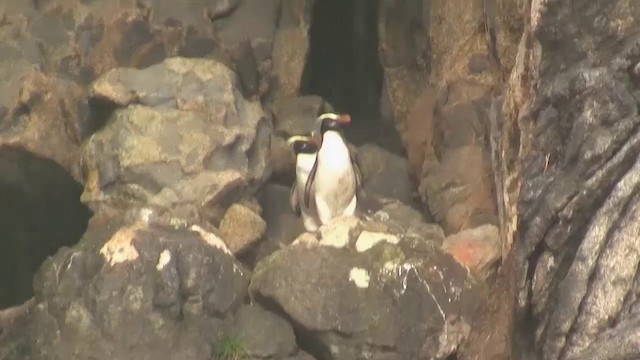 Fiordland Penguin - ML200916921
