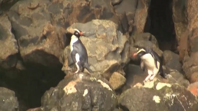 Fiordland Penguin - ML200916931