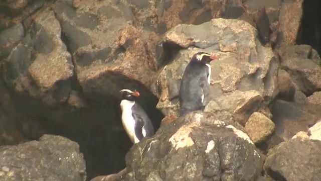 Fiordland Penguin - ML200916991