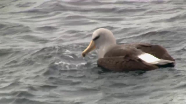 Salvin's Albatross - ML200917011