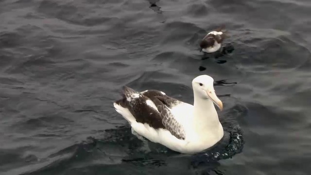 Southern Royal Albatross - ML200917101