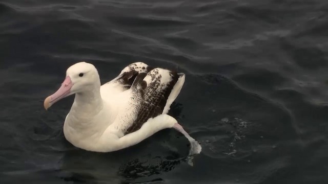 Southern Royal Albatross - ML200917111