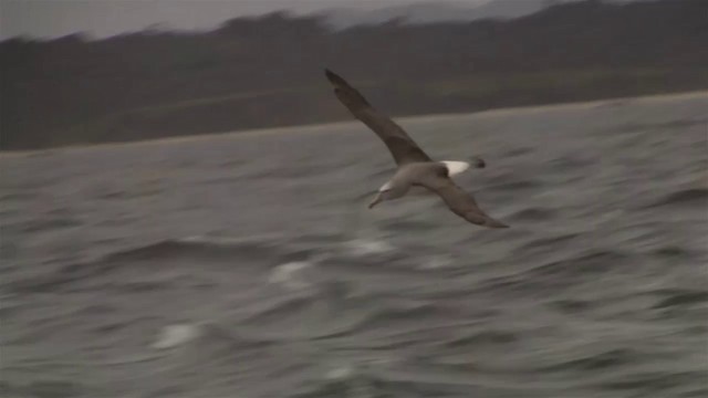 White-capped Albatross (steadi) - ML200917131