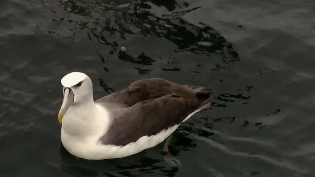 White-capped Albatross (steadi) - ML200917141