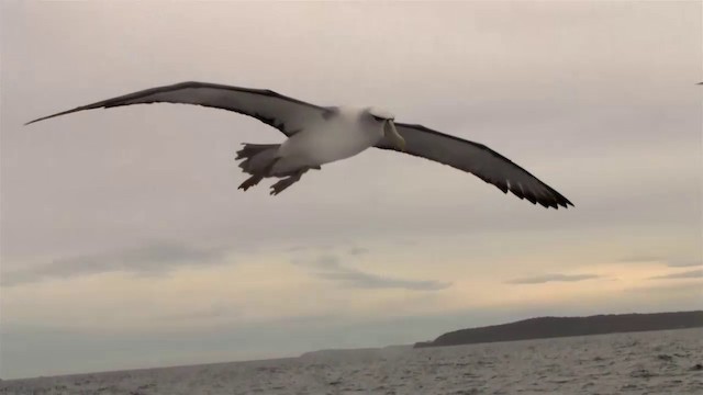 White-capped Albatross (steadi) - ML200917211