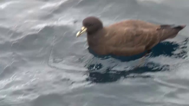 White-chinned Petrel - ML200917231