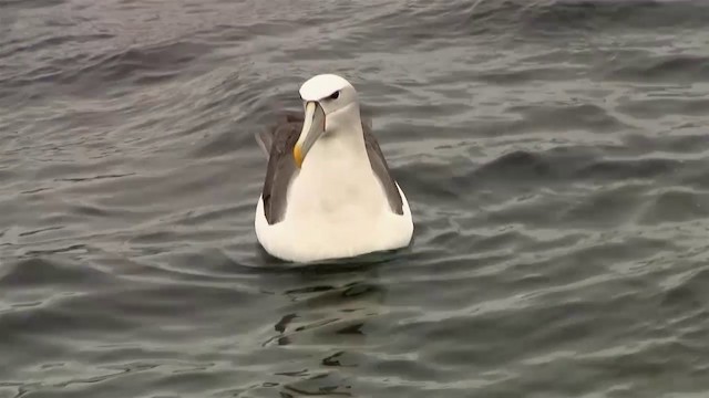 White-capped Albatross (steadi) - ML200917281