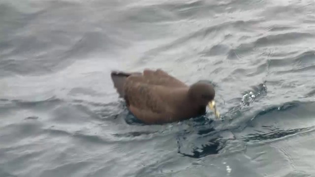 White-chinned Petrel - ML200917301