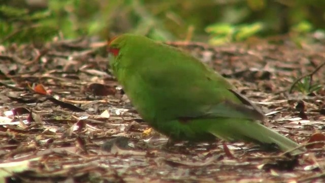 Red-crowned Parakeet - ML200917371